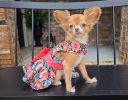Blooming Blue and Peach Floral Dress