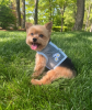 Blue Daisy Cool Mesh Netted Harness