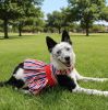 Patriotic Dress