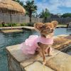Pink Lace and Ruffles Dress