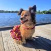 Tropical Sunset Dress