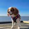 Venture Paw PULL CONTROL Harness - Black Cherry