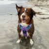 Venture Paw PULL CONTROL Harness - Mermaid Lilac