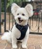 Venture Paw PULL CONTROL Harness - Midnight