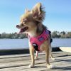 Venture Paw PULL CONTROL Harness - Sugar Rush Pink