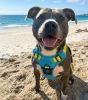 Venture Paw PULL CONTROL Harness - Sun Chaser Blue