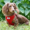 Wrap and Snap Choke Free Dog Harness - Flame Red