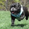 Wrap and Snap Choke Free Dog Harness - Surfboards and Palms